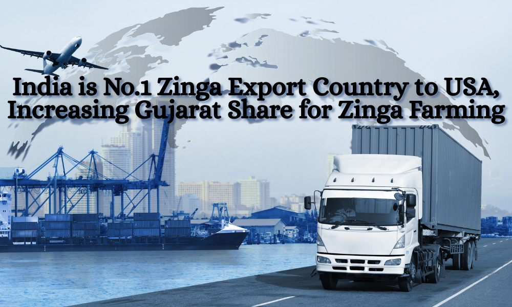 India is No.1 Zinga Export Country to USA, Increasing Gujarat Share for Zinga Farming