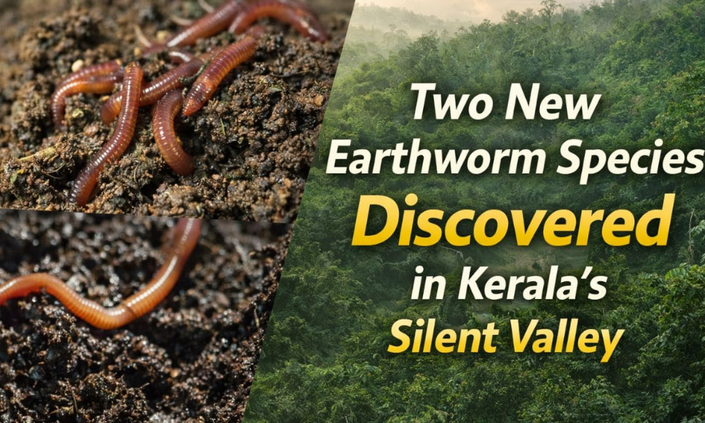 Discovery of New Earthworm Species in Kerala Highlights the Rich Biodiversity of the Western Ghats